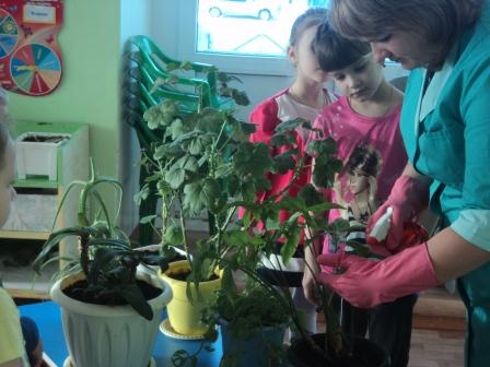 Опрыскивание комнатных растений